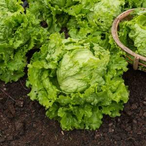 Laitue Batavia Dorée de Printemps